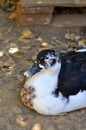 Black and white goose sittinng on the ground