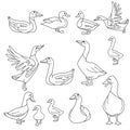 Black and white gooses, ducks and other birds. Illustration can be used for coloring book and pictures for children