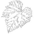 Black and white grape leaf from a vine vector illustration hand-drawn isolated on a white background. Graphic for wine bottle Royalty Free Stock Photo