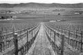 Black and White Grape Vines Rows Winter Vineyards Red Mountain Benton City Washington Royalty Free Stock Photo