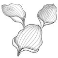 black and white graphic plantain leaves sketch isolated