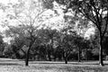 Black and white grass field in big city park Royalty Free Stock Photo