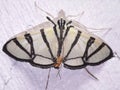 a black and white Grass Moth - Family Crambidae Royalty Free Stock Photo