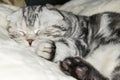 Black-white-gray cat sleeps. Pink cat nose and wool close-up.