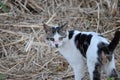 A Portrait Shot of a Cat