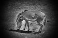 Black and white grazing zebra