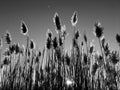 Tall pampas Cortaderia grass in a field on the background of the setting sun and blue sky. Bright Sunny summer photo. Golden ear