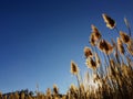 Tall pampas Cortaderia grass in a field on the background of the setting sun and blue sky. Bright Sunny summer photo. Golden ear