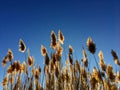 Tall pampas Cortaderia grass in a field on the background of the setting sun and blue sky. Bright Sunny summer photo. Golden ear Royalty Free Stock Photo