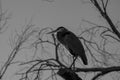 Black and white of Great Blue Heron perched on a bare branch Royalty Free Stock Photo