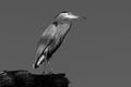 Black and white of Great Blue Heron perched in a dead tree Royalty Free Stock Photo