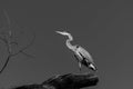 Black and white of Great Blue Heron standing on a branch Royalty Free Stock Photo