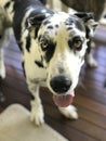 Black and White Great Dane Dog with tongue out Royalty Free Stock Photo