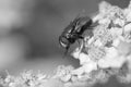 Black and white Green Bottle Fly Phaenicia sericata on Achillea millefollium Royalty Free Stock Photo