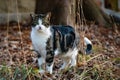 Black and White Green-Eyed Feral Wild Domestic Cat