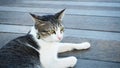 Black white and grey cute cat lying on wood floor looking at something Royalty Free Stock Photo