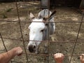 black and white hair donkey behind metal fence Royalty Free Stock Photo