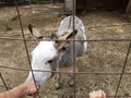 black and white hair donkey behind metal fence Royalty Free Stock Photo