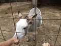 black and white hair donkey behind metal fence Royalty Free Stock Photo