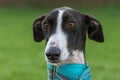 Black and white greyhound head portrait Royalty Free Stock Photo