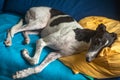 Black and White Greyhound Lying on a Sofa With a Pillow Under its Head Royalty Free Stock Photo