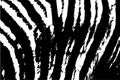 Black and white grunge background with scratch effect. Tiger skin texture vector for background and template decorations. Black