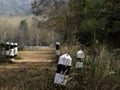 Black and white guide post Surrounded by grasses beside the road in the forest.soft focus Royalty Free Stock Photo