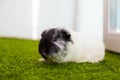 Black and white guinea pig Royalty Free Stock Photo