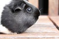 Black and White Guineapig Royalty Free Stock Photo