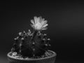 Black and white Gymnocalycium mihanovichii with flower cactus or Ruby Ball cacti on pot on isolate black background.