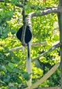 Black white Colobus Monkey tree Naples Zoo Florida Royalty Free Stock Photo