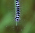 Black and white hairy caterpillar Royalty Free Stock Photo