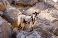 Black and white hairy female goat doe, nanny standing on the rocks
