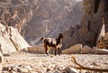 Black and white hairy female goat doe, nanny standing on the rocks in Jebel Jais mountain range, UAE