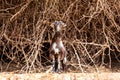 Black and white hairy female goat doe, nanny standing on the rocks in Jebel Jais mountain range, UAE