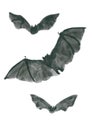 Three flying bats of different sizes, painted with ink in grayscale Royalty Free Stock Photo