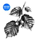 Hand drawn hazelnut on branch Royalty Free Stock Photo