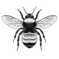 Black and White illustration of American Bumble Bee Royalty Free Stock Photo