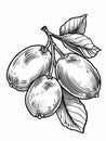 Black and white hand-drawn illustration of a branch of ripe kiwis with leaves. Royalty Free Stock Photo