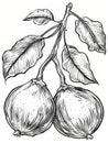 Black and white hand drawn  illustration of a pair of hanging pears with leaves. Royalty Free Stock Photo