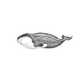 Black and white hand drawn illustration vector art. Greenland whale illustration on isolated white background, endangered marine