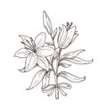 Hand drawn lily bouquet