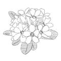 Black and white hand drawn plumeria flower vector illustration Royalty Free Stock Photo