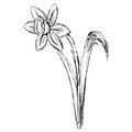 Black and white hand-drawn sketch of the flowering stem of daffodil