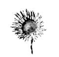 Black and white hand drawn sunflower on white background Royalty Free Stock Photo