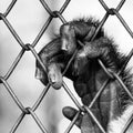 Black and white hand monkey on cage Royalty Free Stock Photo