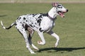 Black and white Harlequin Great Dane running Royalty Free Stock Photo