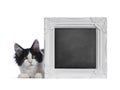 Black and white harlequin Maine Coon kitten on white Royalty Free Stock Photo