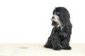 A black and white Havanese dogs looks guilty