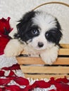 Black and White Havanese Puppy